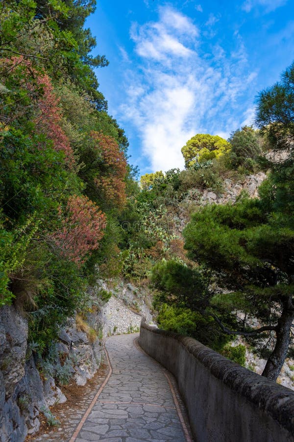 Camino panorámico a través de la vegetación exuberante fotos de archivo libres de regalías