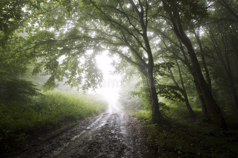 Camino para encender el canal un bosque misterioso con niebla fotos de archivo Camino para encender el canal un bosque misterioso con niebla fotos de archivo