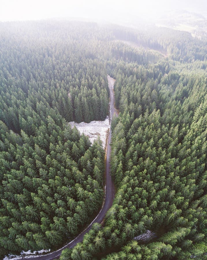 Camino vacío en un bosque de un abejón fotografía de archivo libre de regalías Camino vacío en un bosque de un abejón fotografía de archivo libre de regalías