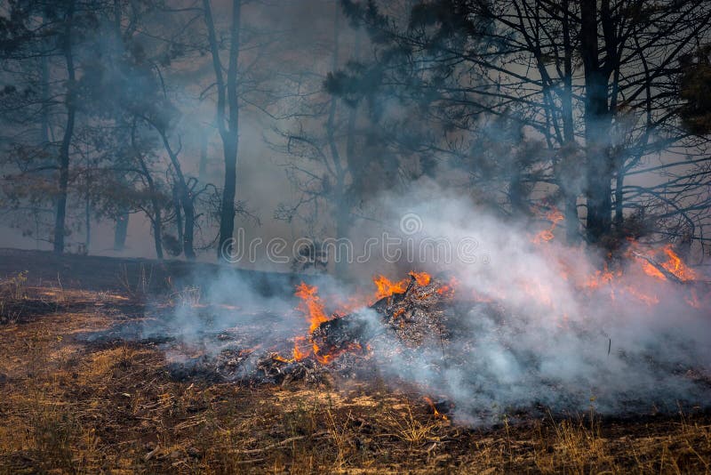 Camion de pompiers pour éteindre un incendie de forêt sapeurs-pompiers à s'éteindre photographie stock libre de droits Camion de pompiers pour éteindre un incendie de forêt sapeurs-pompiers à s'éteindre photographie stock libre de droits