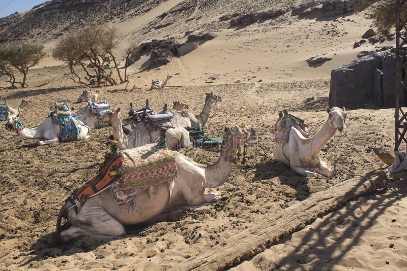 Cammelli che raffreddano fuori nell'Egitto