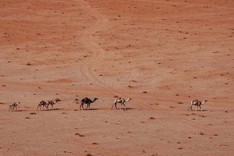 Cammelli selvaggi nel deserto Wadi Rum Desert fotografia stock libera da diritti Cammelli selvaggi nel deserto Wadi Rum Desert fotografia stock libera da diritti