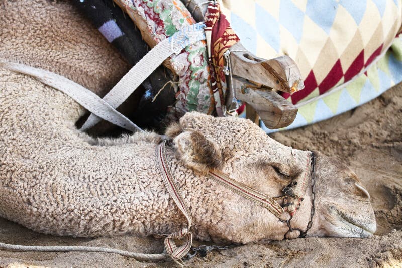 Cammello immagini stock libere da diritti