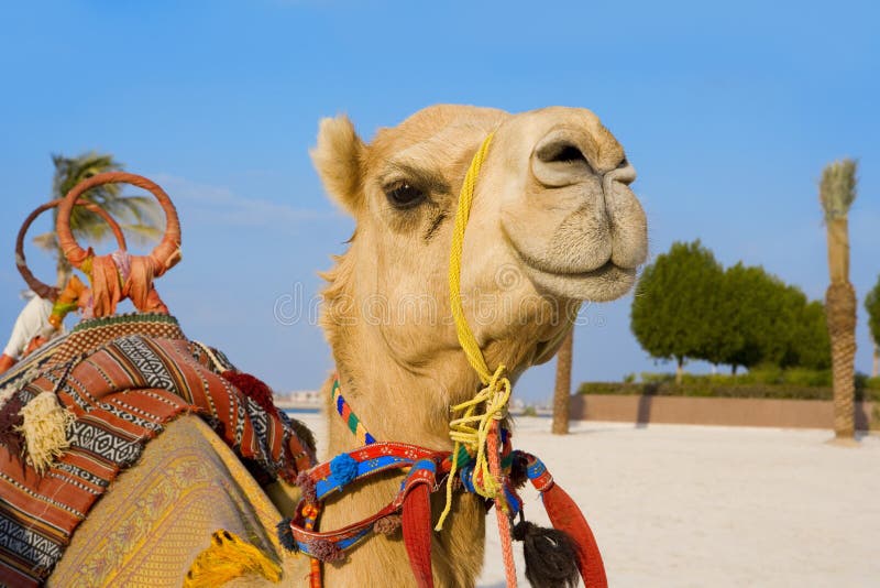 Portrait of a dromedary in the Middle East. Portrait of a dromedary in the Middle East