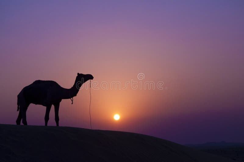 Cammello al tramonto immagine stock Cammello al tramonto immagine stock