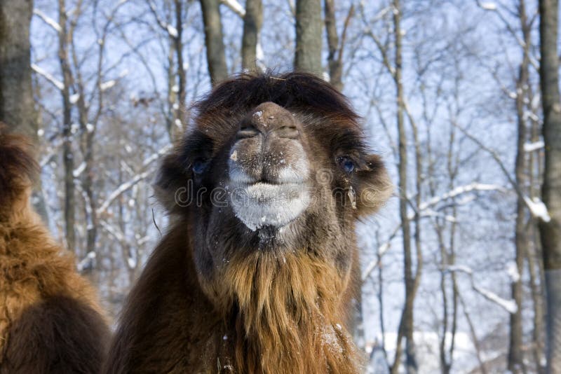 Cammello bactriano fotografia stock libera da diritti