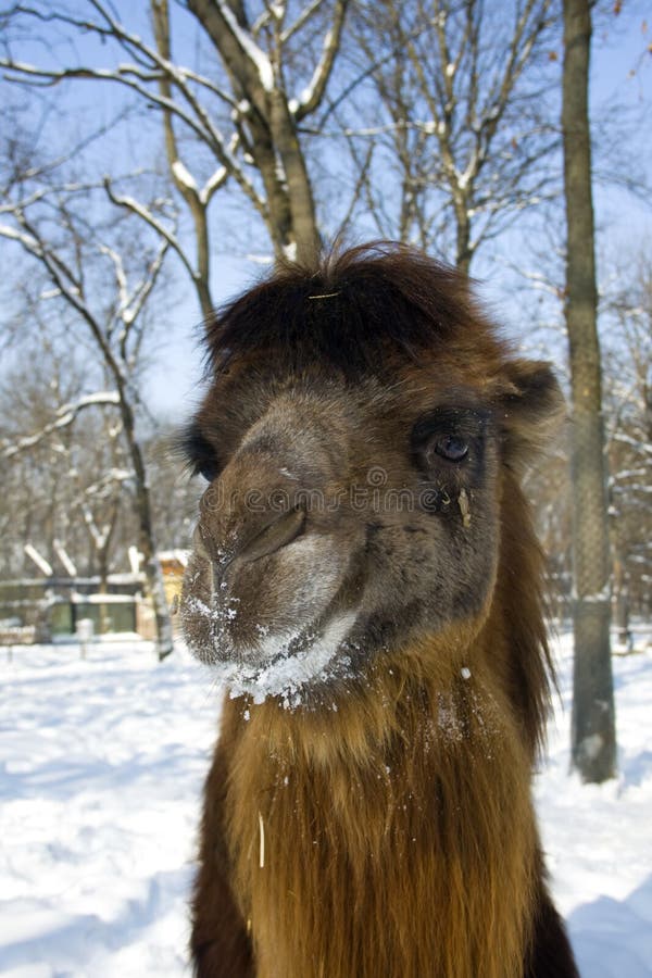 Cammello Bactrian immagine stock