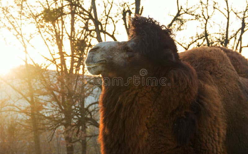 Cammello del ritratto nel parco di autunno fotografie stock