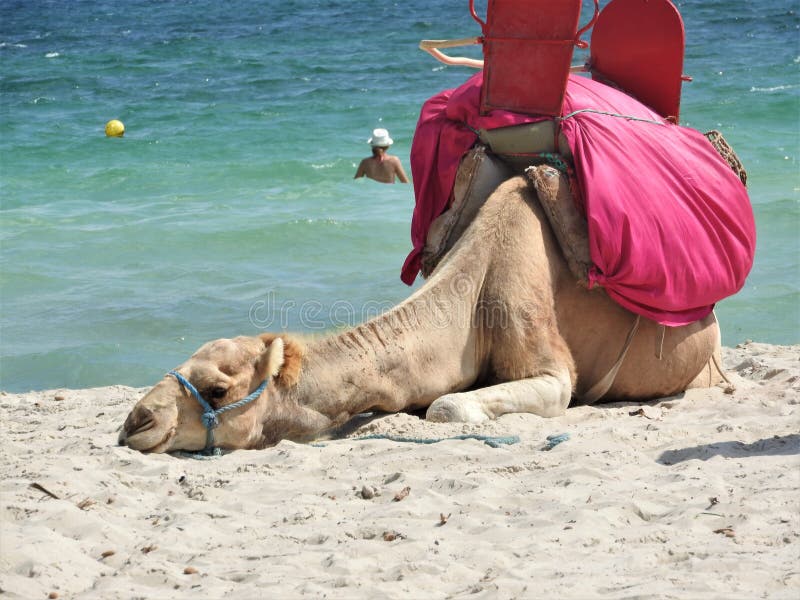 Cammello sulla spiaggia in Tunisia, Africa un chiaro giorno contro il mare blu fotografie stock libere da diritti Cammello sulla spiaggia in Tunisia, Africa un chiaro giorno contro il mare blu fotografie stock libere da diritti