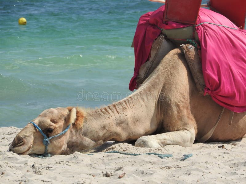 Cammello sulla spiaggia in Tunisia, Africa un chiaro giorno contro il mare blu fotografie stock libere da diritti Cammello sulla spiaggia in Tunisia, Africa un chiaro giorno contro il mare blu fotografie stock libere da diritti