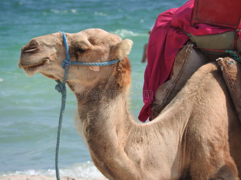 Cammello sulla spiaggia in Tunisia, Africa un chiaro giorno contro il mare blu fotografia stock Cammello sulla spiaggia in Tunisia, Africa un chiaro giorno contro il mare blu fotografia stock