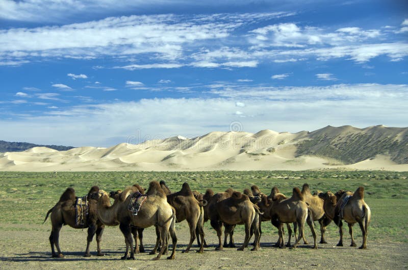 Cammels in the Goby Desert, Mongolia