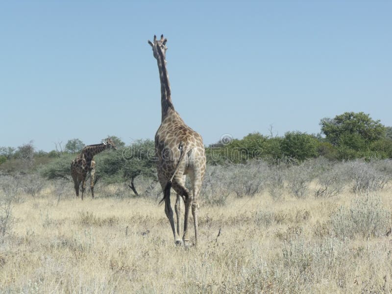 Camminando in Africa fotografia stock libera da diritti Camminando in Africa fotografia stock libera da diritti