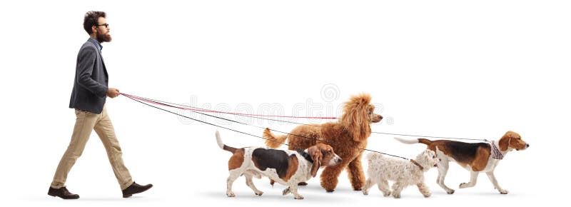 Camminatore maschio del cane che cammina quattro cani differenti
