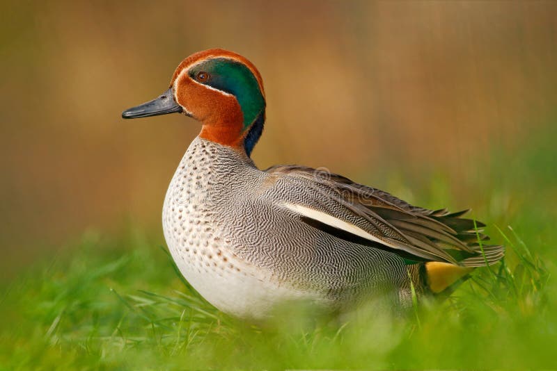 Camnon Teal, Anas crecca, nice duck with rusty head, in green grass. Spring bird near the water. Wildlife scene from nature. Bird