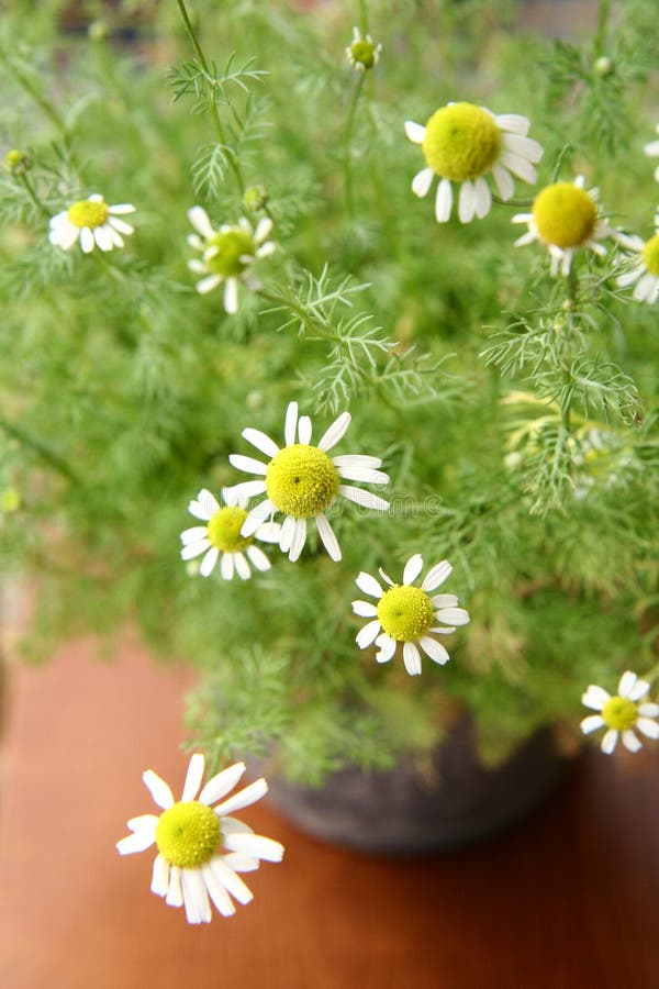 Camomile