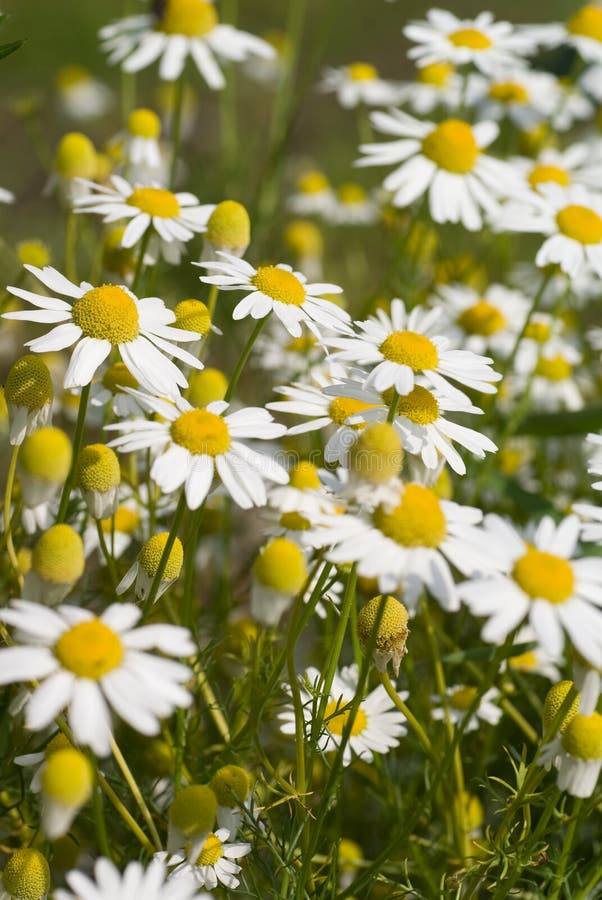 Camomile