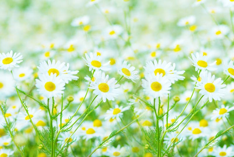 Camomile