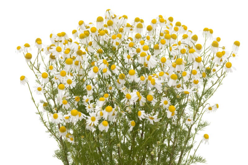 Camomile