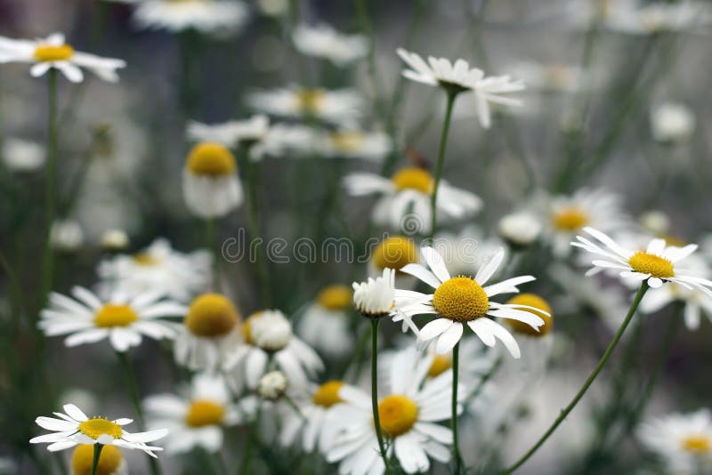 Camomile