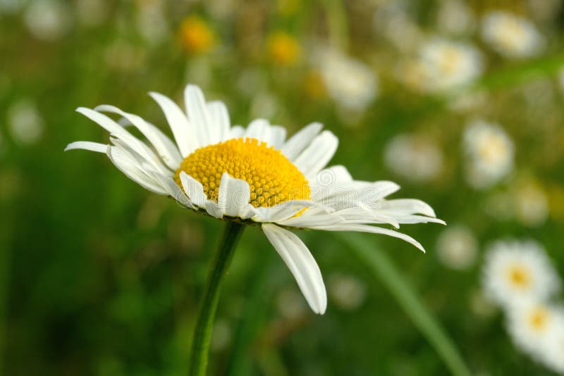 Camomile Close Up On A Blurry Background Stock Image Image Of Nature