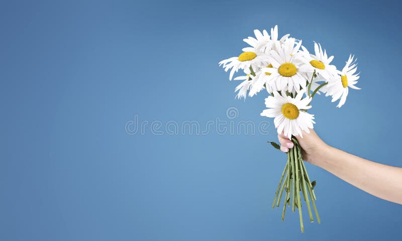 Camomile daisy flower bouquet in hand on blue background empty copy space.Teacher`s day.Mother`s day