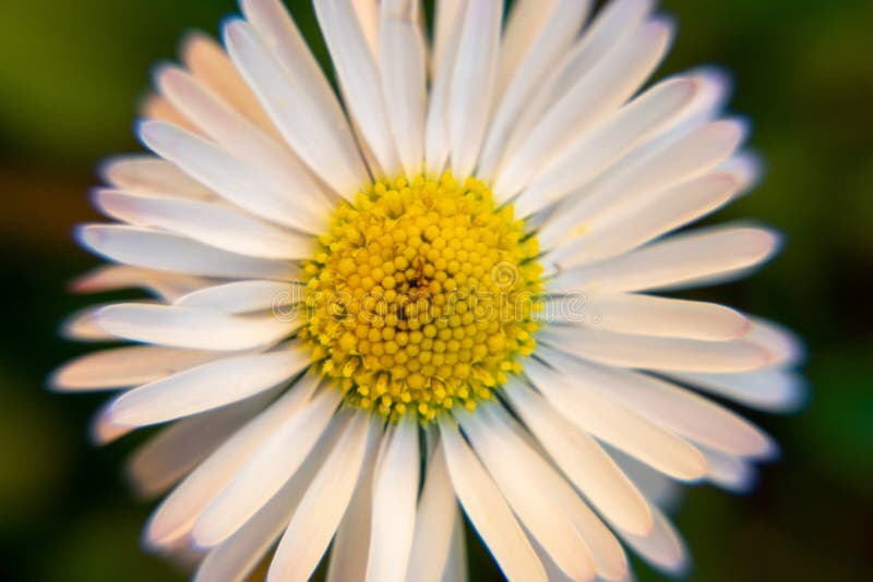 Camomile daisy flowers in the grass. Slovakia