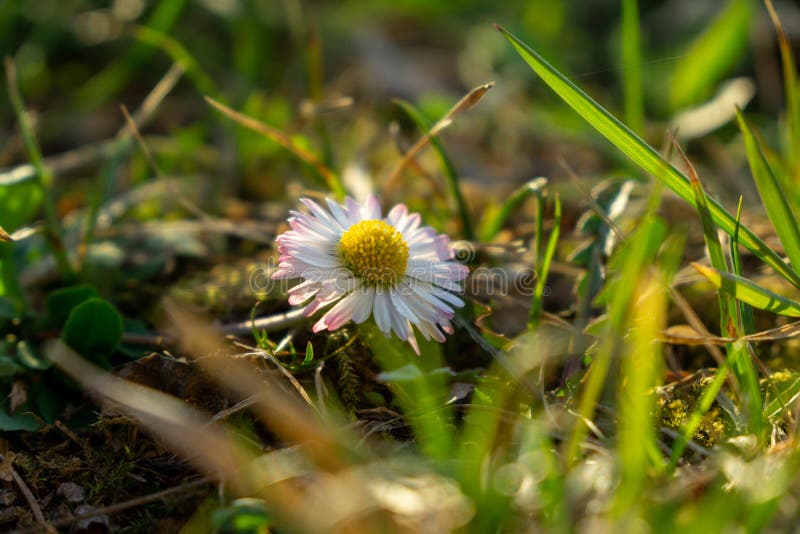 Camomile daisy flowers in the grass. Slovakia