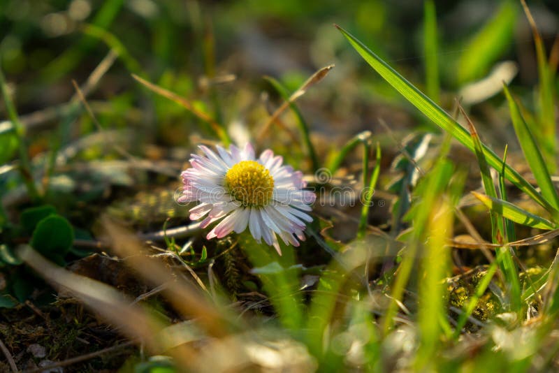 Camomile daisy flowers in the grass. Slovakia