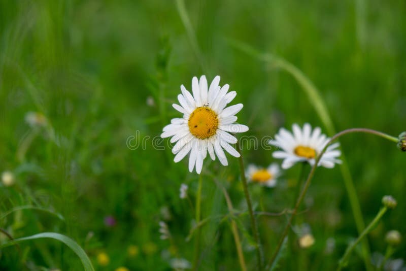 Camomile daisy flowers in the grass. Slovakia