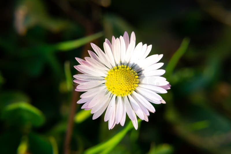 Camomile daisy flowers in the grass. Slovakia