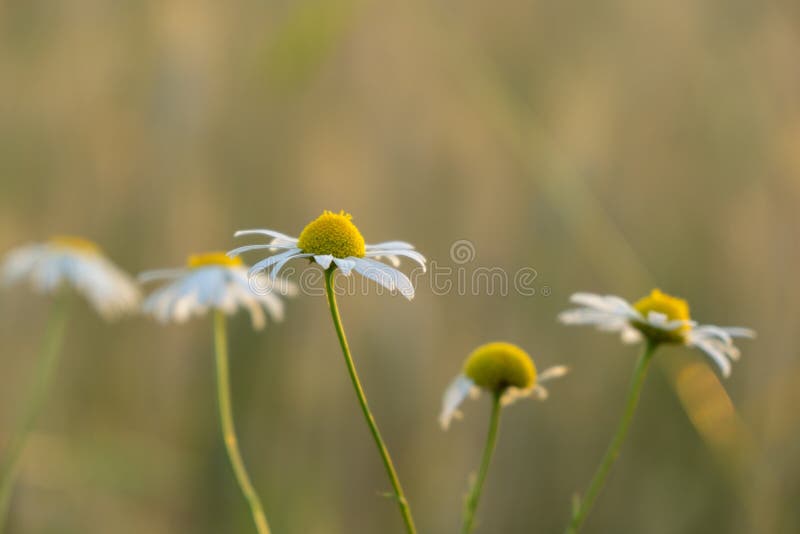 Camomile daisy flowers in the grass. Slovakia