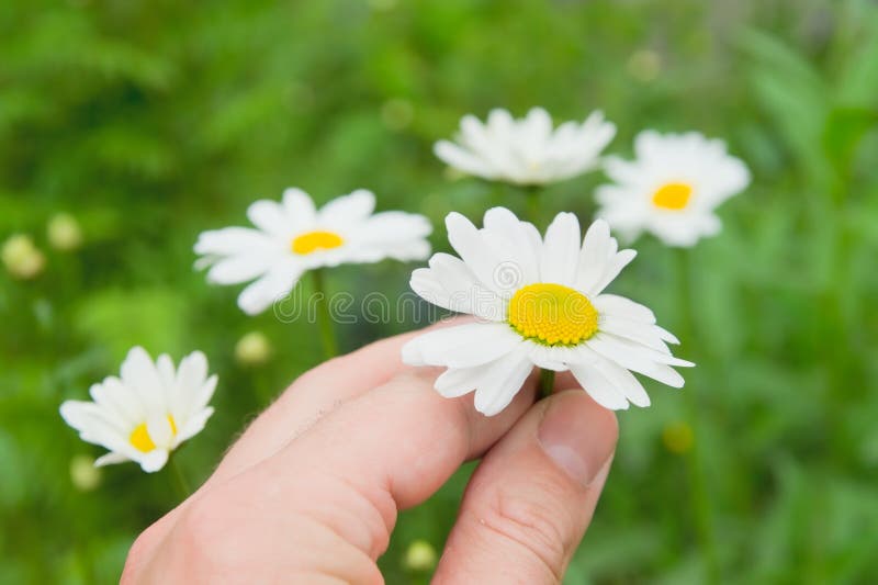 Camomile flowers in hand