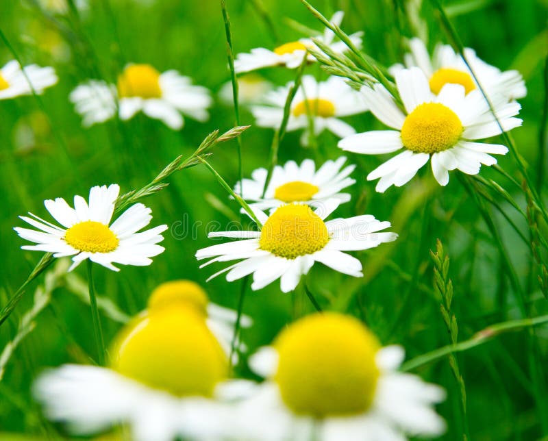 Camomile Flowers On Wide Field Stock Photo Image Of Beauty Growth