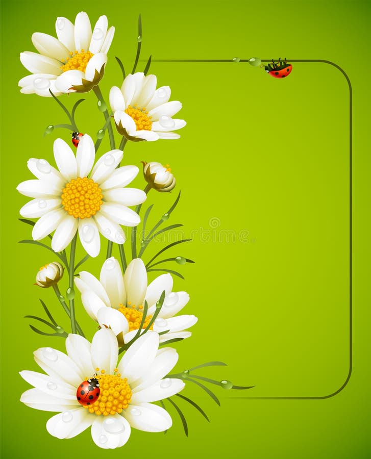 Camomile frame