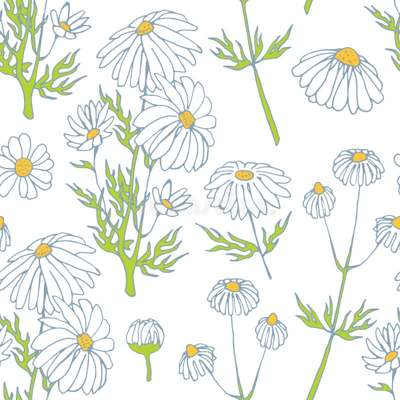 Camomile hand drawn seamless pattern vector