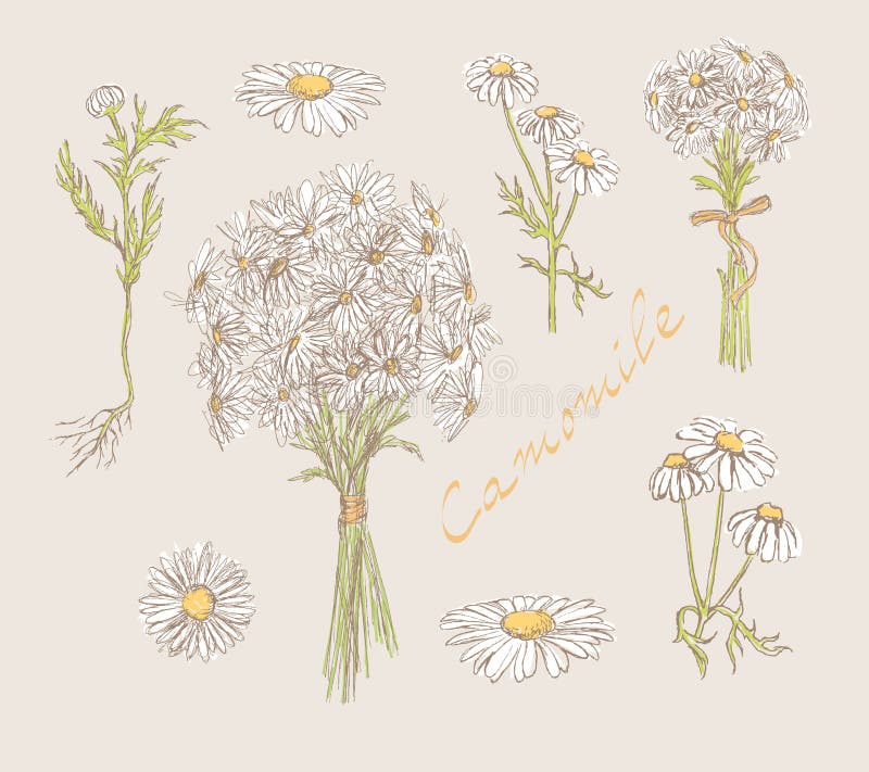 Camomile hand drawn set