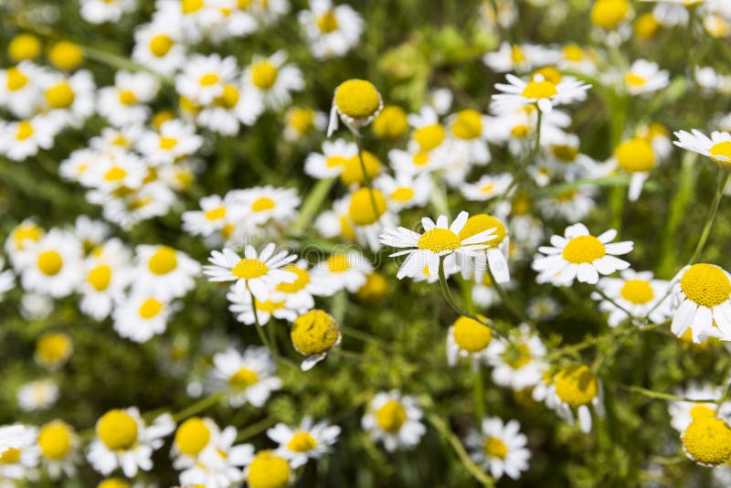 Camomile herb in nature stock photo. Image of herbal - 72671290