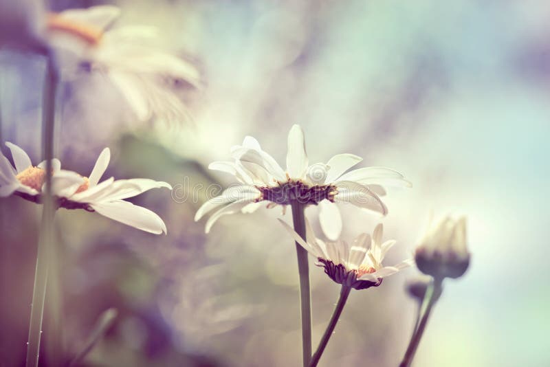 Camomile on meadow, with abstract blurred background, closeup sh royalty free stock photography
