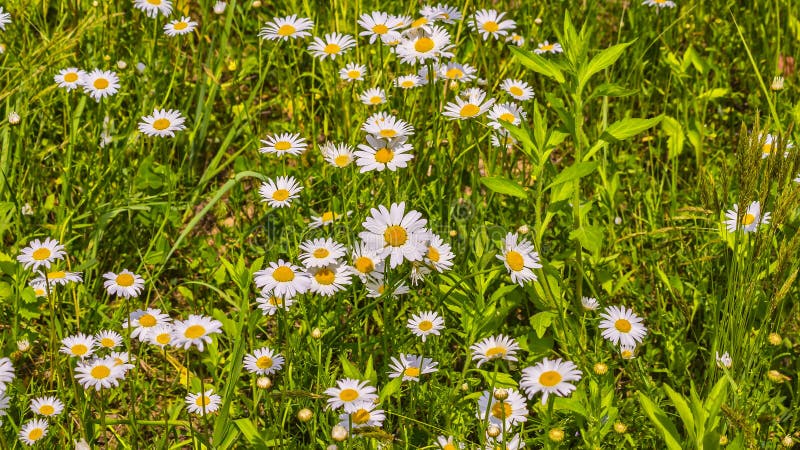 Camomile On Meadow With Abstract Blurred Background Closeup Sh Stock