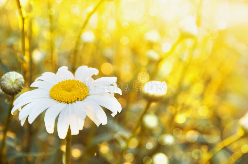 Camomile in sunlight, floral background, outdoor