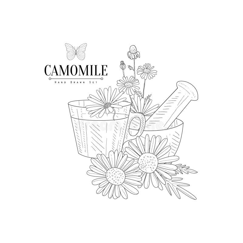 Camomile Tea, Pestle And Mortar Hand Drawn Realistic Sketch