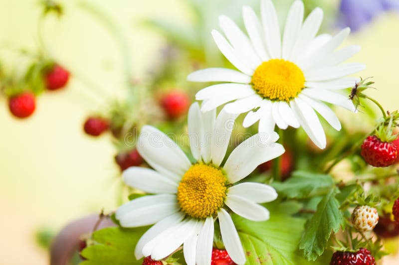 Camomile and wild strawberry