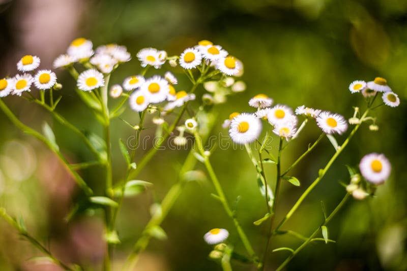 Camomile άγρια λουλούδια στοκ εικόνες με δικαίωμα ελεύθερης χρήσης Camomile άγρια λουλούδια στοκ εικόνες με δικαίωμα ελεύθερης χρήσης