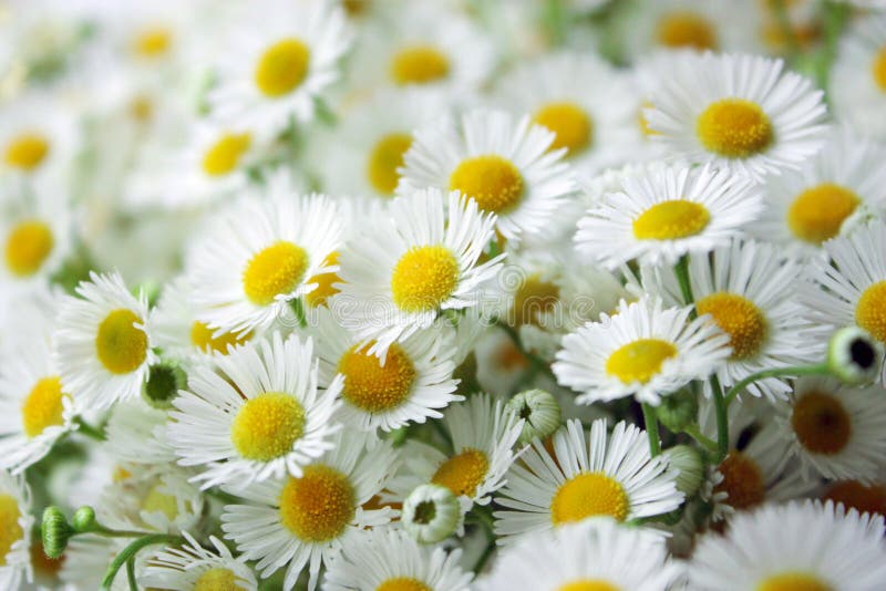 Camomile λουλούδι στοκ φωτογραφία με δικαίωμα ελεύθερης χρήσης Camomile λουλούδι στοκ φωτογραφία με δικαίωμα ελεύθερης χρήσης