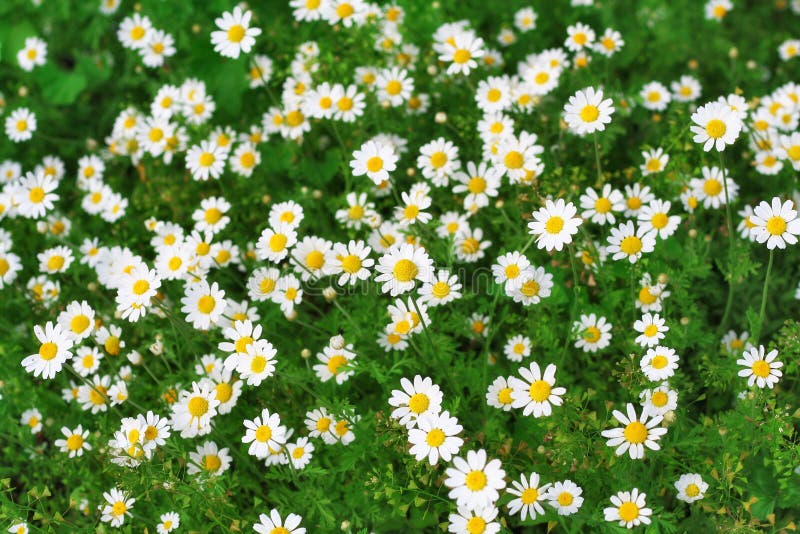 Camomiles stock image
