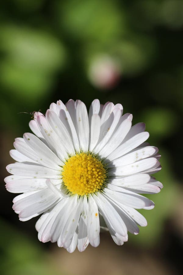 White camomiles against the background of green leaves. White camomiles against the background of green leaves