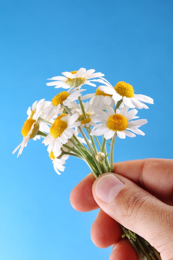 Camomiles on blue sky background