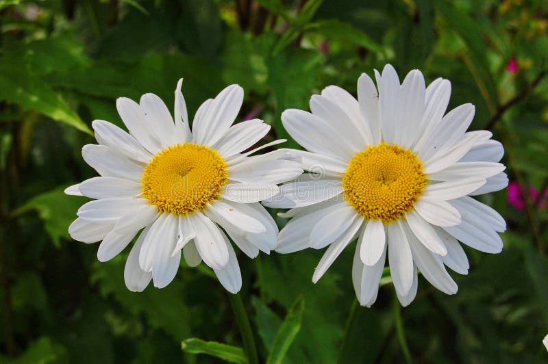 Two big camomiles on a green background. Two big camomiles on a green background