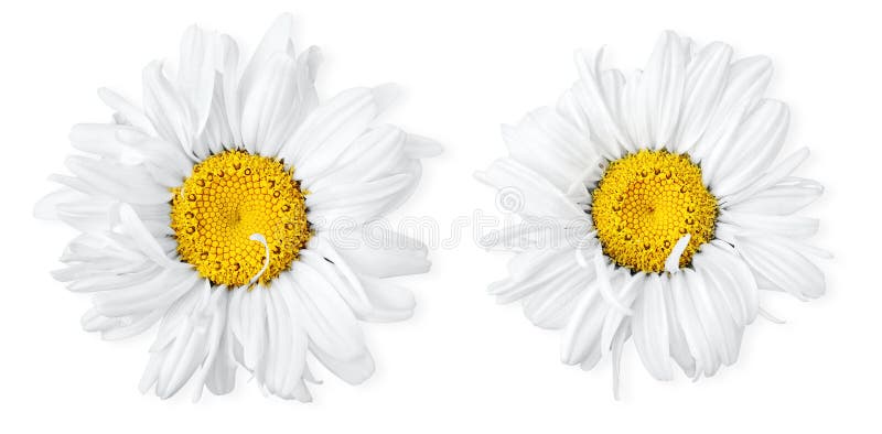 Isolated flowers. Two images of camomiles on white background. Isolated flowers. Two images of camomiles on white background